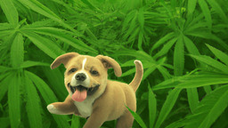 安大略省放寬大麻零售限制，High Tide 規劃擴大至 300 家實體店